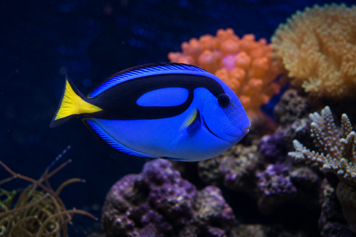 Aquaria