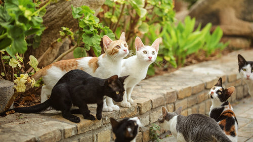 Kattenrennen